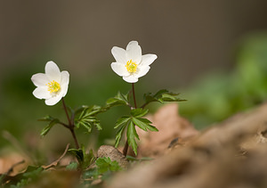 Anemone nemorosa (Ranunculaceae)  - Anémone des bois, Anémone sylvie - Wood Anemone Pas-de-Calais [France] 22/03/2009 - 110m