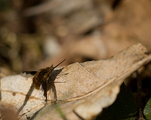 Bombylius major (Bombyliidae)  - Grand bombyle - Bee Fly Pas-de-Calais [France] 22/03/2009 - 110m