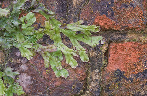 Conocephalum conicum (Conocephalaceae)  - Great Scented Liverwort Pas-de-Calais [France] 07/03/2009 - 30m