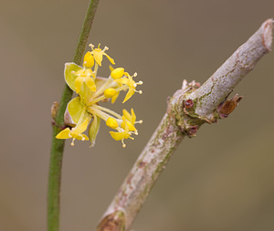 Cornus mas (Cornaceae)  - Cornouiller mâle, Cornouiller sauvage - Cornelian-cherry Pas-de-Calais [France] 07/03/2009 - 30m