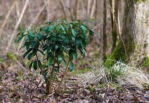 Daphne laureola (Thymelaeaceae)  - Daphné lauréole, Laurier des bois - Spurge-laurel Pas-de-Calais [France] 07/03/2009 - 80m