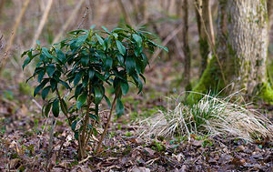 Daphne laureola (Thymelaeaceae)  - Daphné lauréole, Laurier des bois - Spurge-laurel Pas-de-Calais [France] 07/03/2009 - 80m