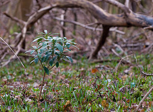 Daphne laureola (Thymelaeaceae)  - Daphné lauréole, Laurier des bois - Spurge-laurel Pas-de-Calais [France] 07/03/2009 - 80m