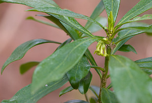 Daphne laureola (Thymelaeaceae)  - Daphné lauréole, Laurier des bois - Spurge-laurel Pas-de-Calais [France] 07/03/2009 - 80m