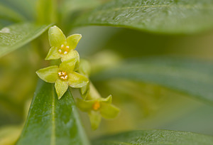 Daphne laureola (Thymelaeaceae)  - Daphné lauréole, Laurier des bois - Spurge-laurel Pas-de-Calais [France] 07/03/2009 - 80m