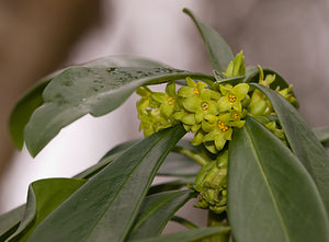 Daphne laureola (Thymelaeaceae)  - Daphné lauréole, Laurier des bois - Spurge-laurel Pas-de-Calais [France] 07/03/2009 - 80m