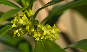 Daphne laureola (Thymelaeaceae)  - Daphné lauréole, Laurier des bois - Spurge-laurel Pas-de-Calais [France] 21/03/2009 - 80m