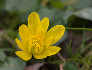 Ficaria verna (Ranunculaceae)  - Ficaire printanière, Renoncule ficaire - Lesser Celandine Pas-de-Calais [France] 07/03/2009 - 30m