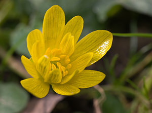 Ficaria verna (Ranunculaceae)  - Ficaire printanière, Renoncule ficaire - Lesser Celandine Pas-de-Calais [France] 07/03/2009 - 30m