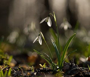 Galanthus nivalis Perce-neige Snowdrop