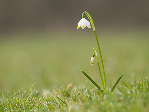 Leucojum vernum Nivéole de printemps, Nivéole printanière Spring Snowflake