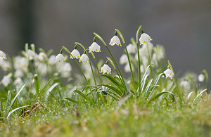 Leucojum vernum (Amaryllidaceae)  - Nivéole de printemps, Nivéole printanière - Spring Snowflake  [France] 14/03/2009 - 160m