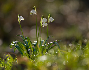 Leucojum vernum (Amaryllidaceae)  - Nivéole de printemps, Nivéole printanière - Spring Snowflake Aisne [France] 15/03/2009 - 210m