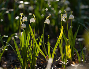 Leucojum vernum (Amaryllidaceae)  - Nivéole de printemps, Nivéole printanière - Spring Snowflake Aisne [France] 15/03/2009 - 210m