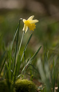 Narcissus pseudonarcissus (Amaryllidaceae)  - Narcisse faux narcisse, Jonquille des bois, Jonquille, Narcisse trompette Pas-de-Calais [France] 15/03/2009 - 100m