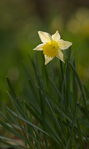 Narcissus pseudonarcissus (Amaryllidaceae)  - Narcisse faux narcisse, Jonquille des bois, Jonquille, Narcisse trompette Pas-de-Calais [France] 15/03/2009 - 100m