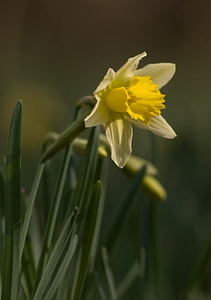 Narcissus pseudonarcissus (Amaryllidaceae)  - Narcisse faux narcisse, Jonquille des bois, Jonquille, Narcisse trompette Pas-de-Calais [France] 15/03/2009 - 100m