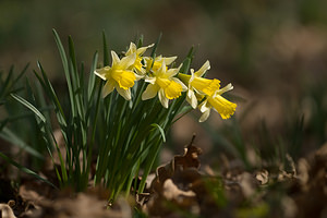 Narcissus pseudonarcissus (Amaryllidaceae)  - Narcisse faux narcisse, Jonquille des bois, Jonquille, Narcisse trompette Pas-de-Calais [France] 15/03/2009 - 100m