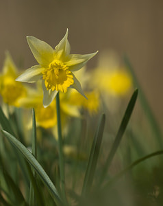 Narcissus pseudonarcissus (Amaryllidaceae)  - Narcisse faux narcisse, Jonquille des bois, Jonquille, Narcisse trompette Pas-de-Calais [France] 22/03/2009 - 110m