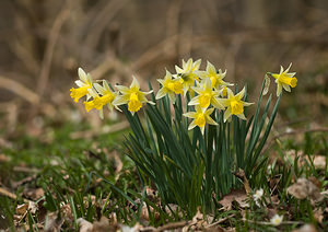 Narcissus pseudonarcissus (Amaryllidaceae)  - Narcisse faux narcisse, Jonquille des bois, Jonquille, Narcisse trompette Pas-de-Calais [France] 22/03/2009 - 110m