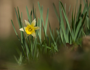 Narcissus pseudonarcissus (Amaryllidaceae)  - Narcisse faux narcisse, Jonquille des bois, Jonquille, Narcisse trompette Pas-de-Calais [France] 22/03/2009 - 110m