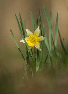 Narcissus pseudonarcissus (Amaryllidaceae)  - Narcisse faux narcisse, Jonquille des bois, Jonquille, Narcisse trompette Pas-de-Calais [France] 22/03/2009 - 110m