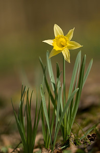 Narcissus pseudonarcissus (Amaryllidaceae)  - Narcisse faux narcisse, Jonquille des bois, Jonquille, Narcisse trompette Pas-de-Calais [France] 22/03/2009 - 110m