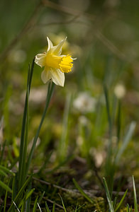 Narcissus pseudonarcissus (Amaryllidaceae)  - Narcisse faux narcisse, Jonquille des bois, Jonquille, Narcisse trompette Pas-de-Calais [France] 22/03/2009 - 110m