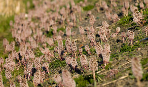 Petasites hybridus (Asteraceae)  - Pétasite hybride, Herbe aux chapeaux, Pétasite officinal, Herbe aux teigneux, Herbe à la peste - Butterbur [plant] Nord [France] 21/03/2009 - 30m