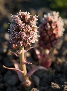 Petasites hybridus (Asteraceae)  - Pétasite hybride, Herbe aux chapeaux, Pétasite officinal, Herbe aux teigneux, Herbe à la peste - Butterbur [plant] Nord [France] 21/03/2009 - 30m