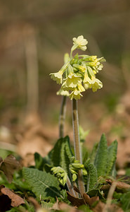 Primula elatior (Primulaceae)  - Primevère élevée, Coucou des bois, Primevère des bois - Oxlip Pas-de-Calais [France] 21/03/2009 - 160m