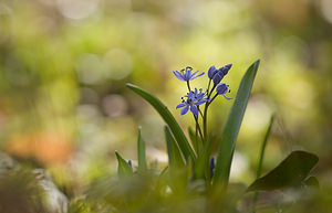 Scilla bifolia (Asparagaceae)  - Scille à deux feuilles, Étoile bleue - Alpine Squill Nord [France] 15/03/2009 - 60m