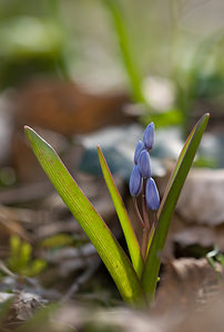 Scilla bifolia (Asparagaceae)  - Scille à deux feuilles, Étoile bleue - Alpine Squill Nord [France] 15/03/2009 - 60m