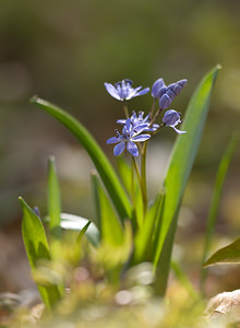 Scilla bifolia (Asparagaceae)  - Scille à deux feuilles, Étoile bleue - Alpine Squill Nord [France] 15/03/2009 - 60m