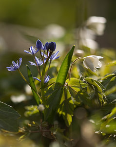 Scilla bifolia (Asparagaceae)  - Scille à deux feuilles, Étoile bleue - Alpine Squill Nord [France] 22/03/2009 - 70m