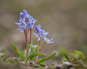 Scilla bifolia (Asparagaceae)  - Scille à deux feuilles, Étoile bleue - Alpine Squill Nord [France] 22/03/2009 - 70m