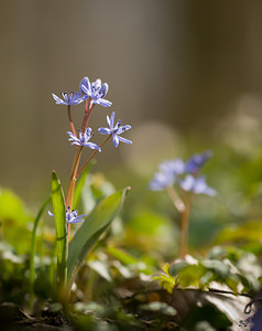 Scilla bifolia (Asparagaceae)  - Scille à deux feuilles, Étoile bleue - Alpine Squill Nord [France] 22/03/2009 - 70m