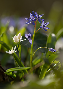 Scilla bifolia (Asparagaceae)  - Scille à deux feuilles, Étoile bleue - Alpine Squill Nord [France] 22/03/2009 - 70m