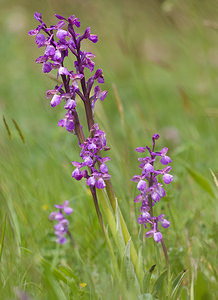 Anacamptis morio (Orchidaceae)  - Anacamptide bouffon, Orchis bouffon Aude [France] 25/04/2009 - 380m