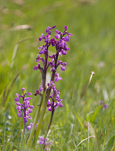 Anacamptis morio (Orchidaceae)  - Anacamptide bouffon, Orchis bouffon Aude [France] 25/04/2009 - 390m