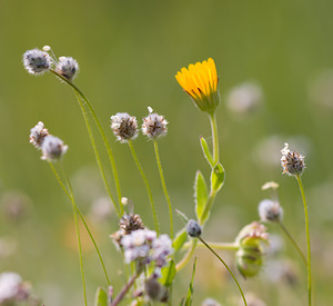 Flore de France