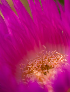 Carpobrotus edulis (Aizoaceae)  - Ficoïde douce, Griffe de sorcière, Figuier des Hottentots, Carpobrote doux - Hottentot-fig Aude [France] 21/04/2009 - 60m