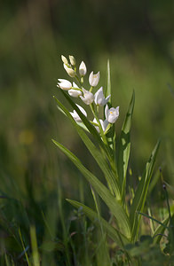 Cephalanthera longifolia (Orchidaceae)  - Céphalanthère à feuilles longues, Céphalanthère à longues feuilles, Céphalanthère à feuilles en épée - Narrow-leaved Helleborine Pyrenees-Orientales [France] 23/04/2009 - 270m