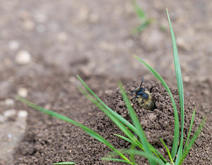 Colletes cunicularius (Colletidae)  - Vernal Colletes Aude [France] 25/04/2009 - 260m