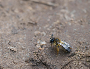 Colletes cunicularius (Colletidae)  - Vernal Colletes Aude [France] 25/04/2009 - 260m