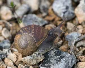 Cornu aspersum (Helicidae)  - Escargot petit-gris - Garden Snail Aude [France] 25/04/2009 - 250m