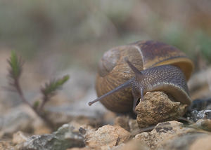 Cornu aspersum (Helicidae)  - Escargot petit-gris - Garden Snail Aude [France] 25/04/2009 - 250m