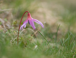 Erythronium dens-canis (Liliaceae)  - Érythrone dent-de-chien, Érythronium dent-de-chien, Dent-de-chien - Dog's-tooth-violet Lozere [France] 20/04/2009 - 1220m