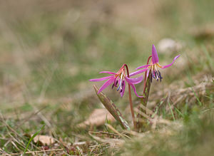 Erythronium dens-canis (Liliaceae)  - Érythrone dent-de-chien, Érythronium dent-de-chien, Dent-de-chien - Dog's-tooth-violet Lozere [France] 20/04/2009 - 1220m