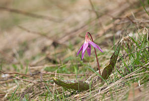 Erythronium dens-canis (Liliaceae)  - Érythrone dent-de-chien, Érythronium dent-de-chien, Dent-de-chien - Dog's-tooth-violet Lozere [France] 20/04/2009 - 1220m